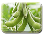 Soybean