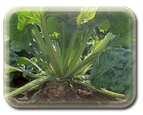 sugarbeet