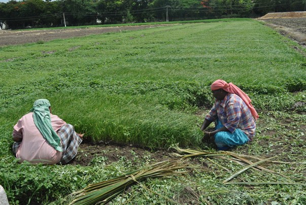 pull out of seedlings