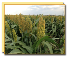 Sorghum