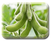 Soybean