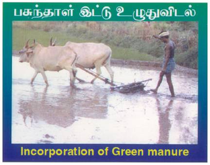 green manuring