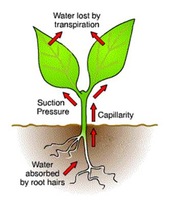 role of water