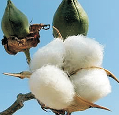 Cotton Plus