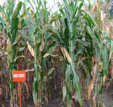 Maize