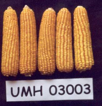 Maize