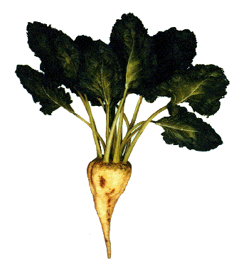 Sugarbeet0002