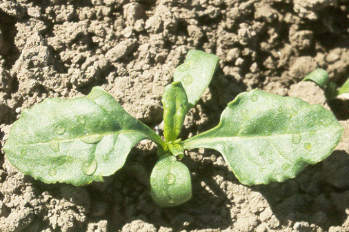 Sugarbeet0004