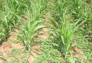 Weed Management
