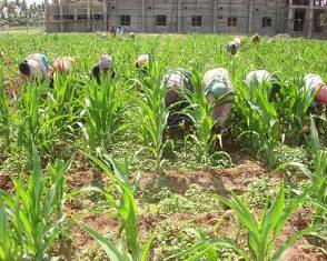 Weed Management