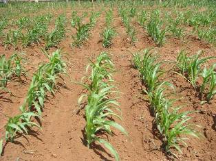 Weedfree maize field