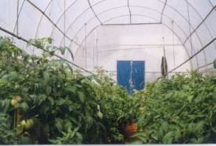 Green House