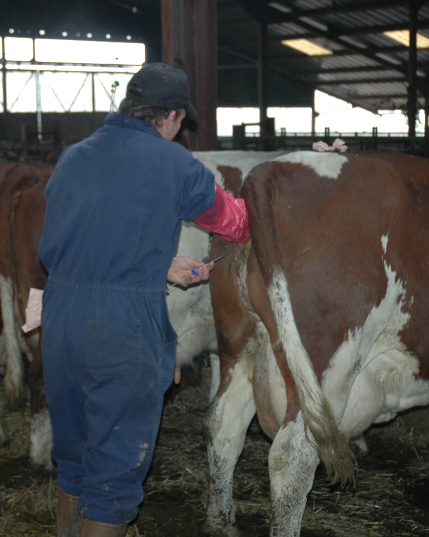 cattle_Insemination