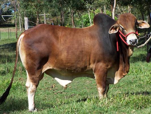 cattle_bull