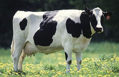 cattle_Cow