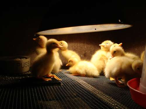 Incubator_duck_brooding