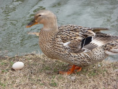 laying duck