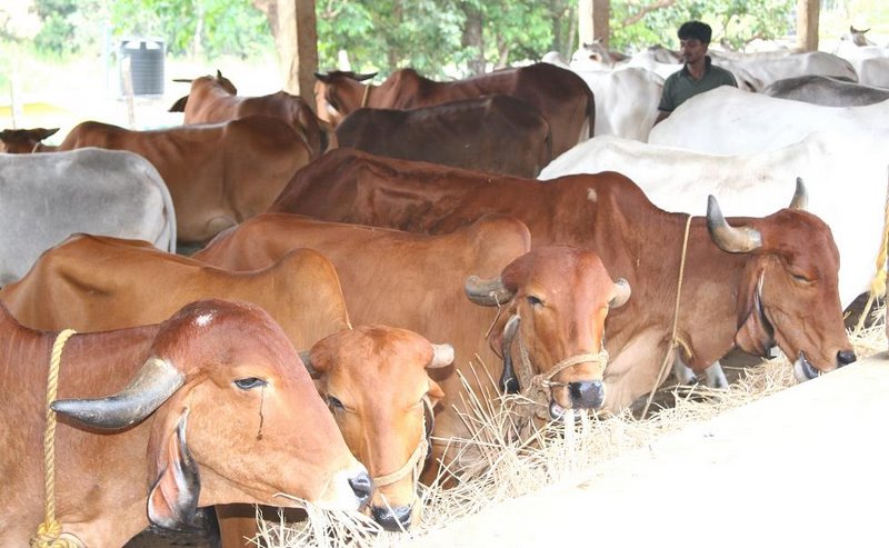 cattle_dairy managrment