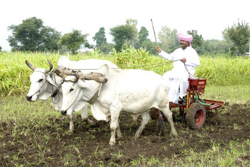 Ploughing bull