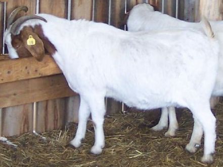 Goat_pregnant Dow