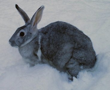 Rabbit_breed_chinchella