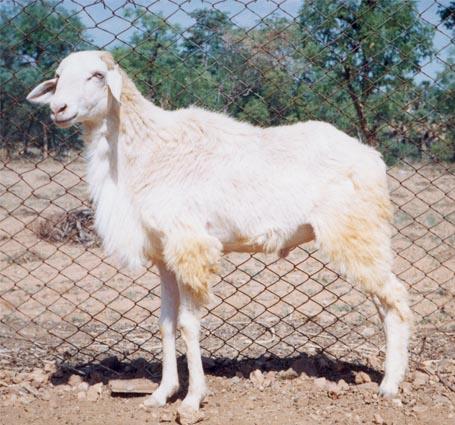 sheep_breed_macheri