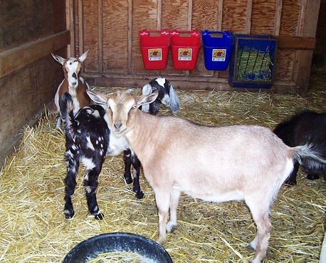 Goat_Goat and Kid Stall