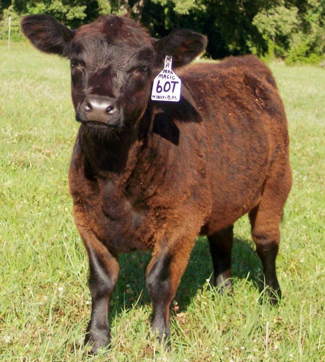cattle_tagging