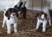 Goat_kids