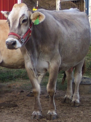 brown swiss