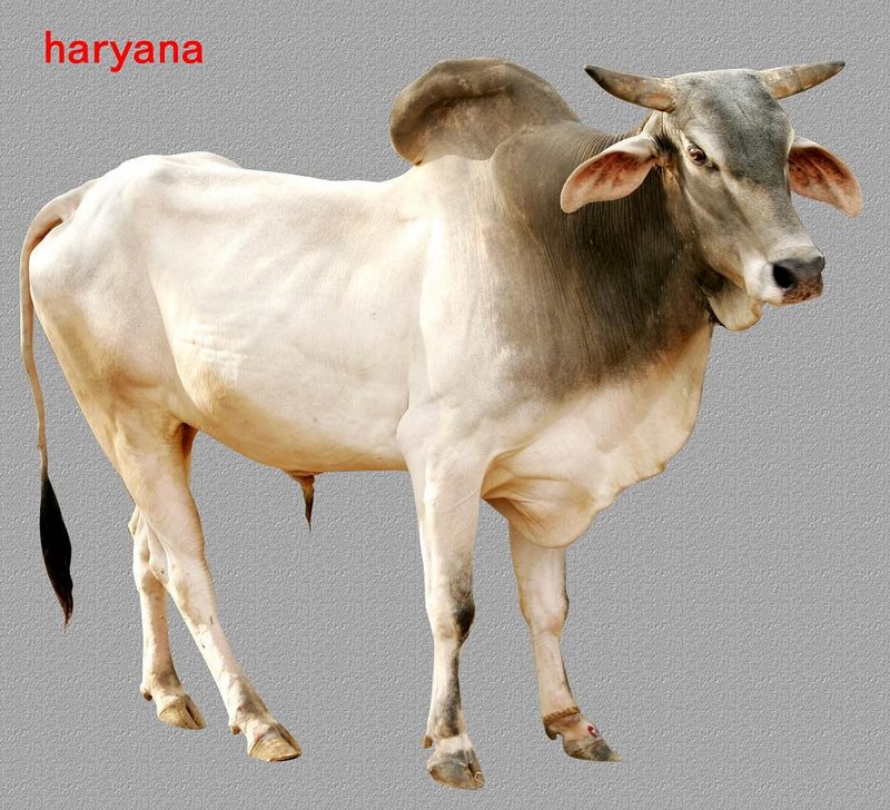 hariyana breed