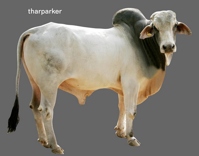 tharbarkar breed