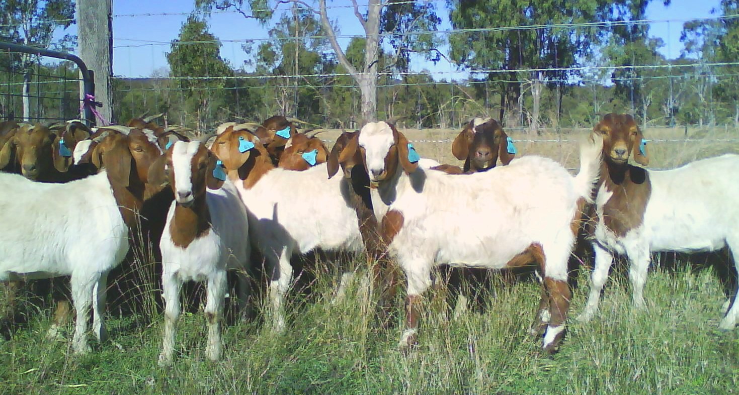 Goat_flock