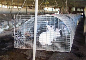 Rabbit_housing