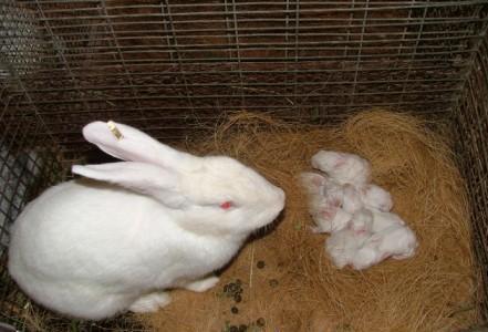 Rabbit_puppies