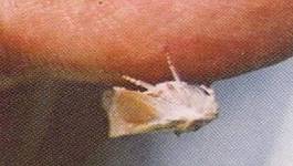 Wax moth