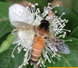 Rock bee and its hives