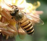 Indian bee and its hive