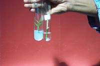 Bio technology