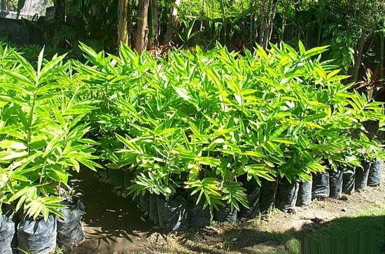 Bamboo