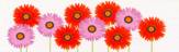 Gerbera
