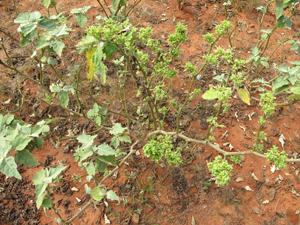 Little Leaf of Brinjal