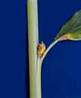 http://www.spices.res.in/package/cardamom/shoot.jpg