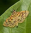 AaConogethes_punctiferalis