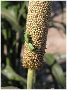 Sorghum