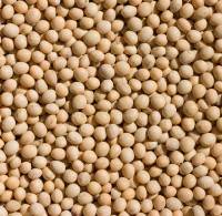 soya1