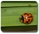 Biological Control