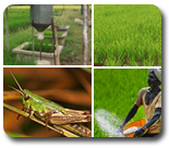 Integrated Pest Management