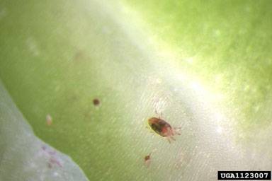 Crop Protection Insect Pest Tea