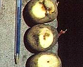 http://www.agritech.tnau.ac.in/crop_protection/crop_prot_crop_insect_veg_potato_clip_image004.jpg